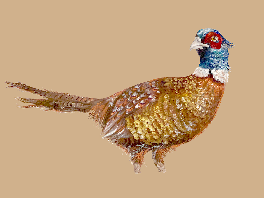  Pheasant